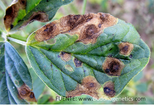 manchas carácterísticas de Alternaria